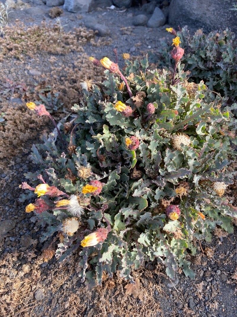 Reichardia ligulata habit