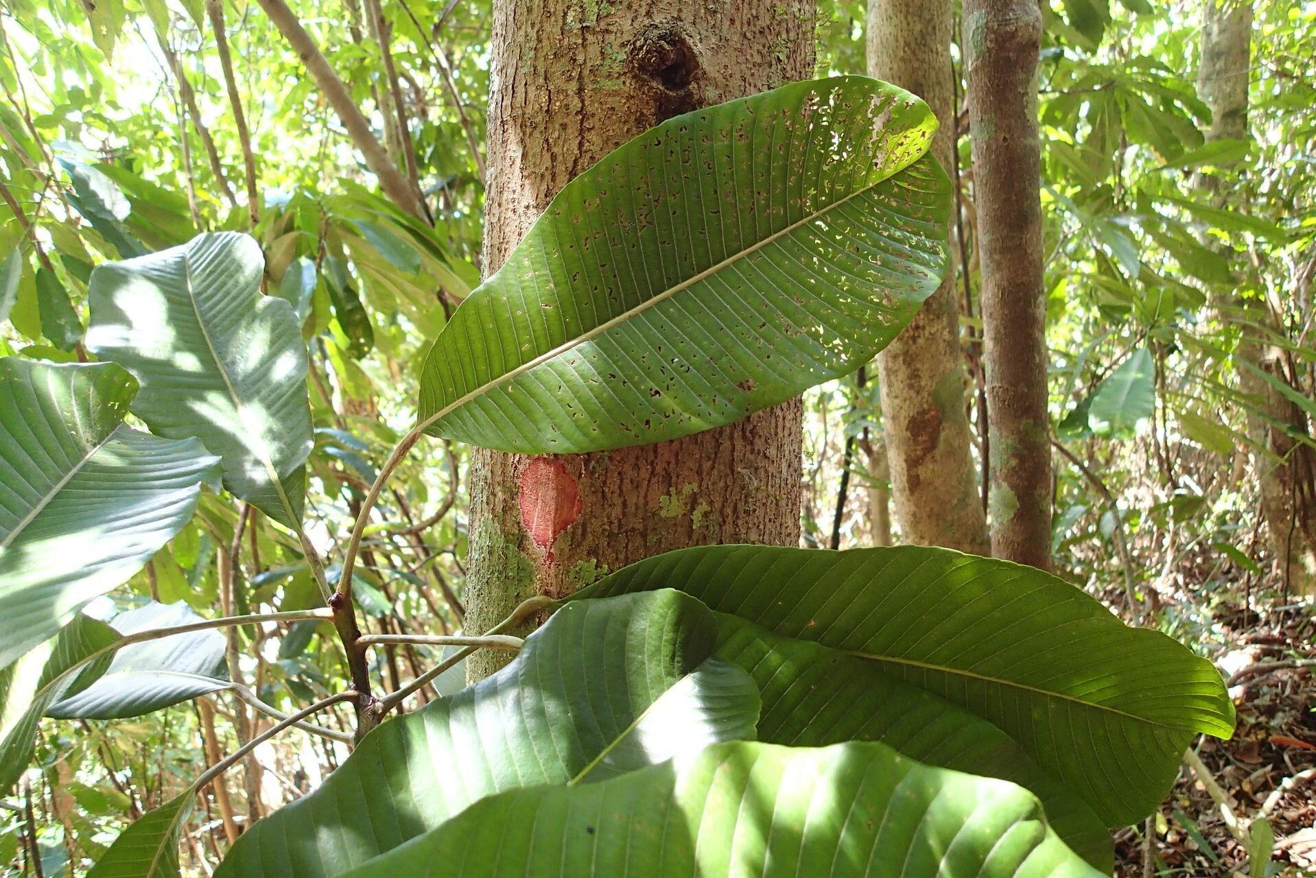 Elaeocarpus guillaumii bark