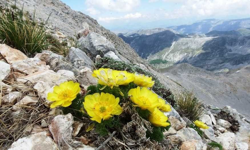 Adonis distorta habit