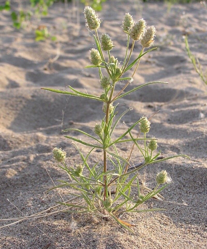 Plantago arenaria leaf