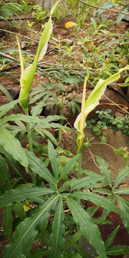 Dracunculus canariensis flower