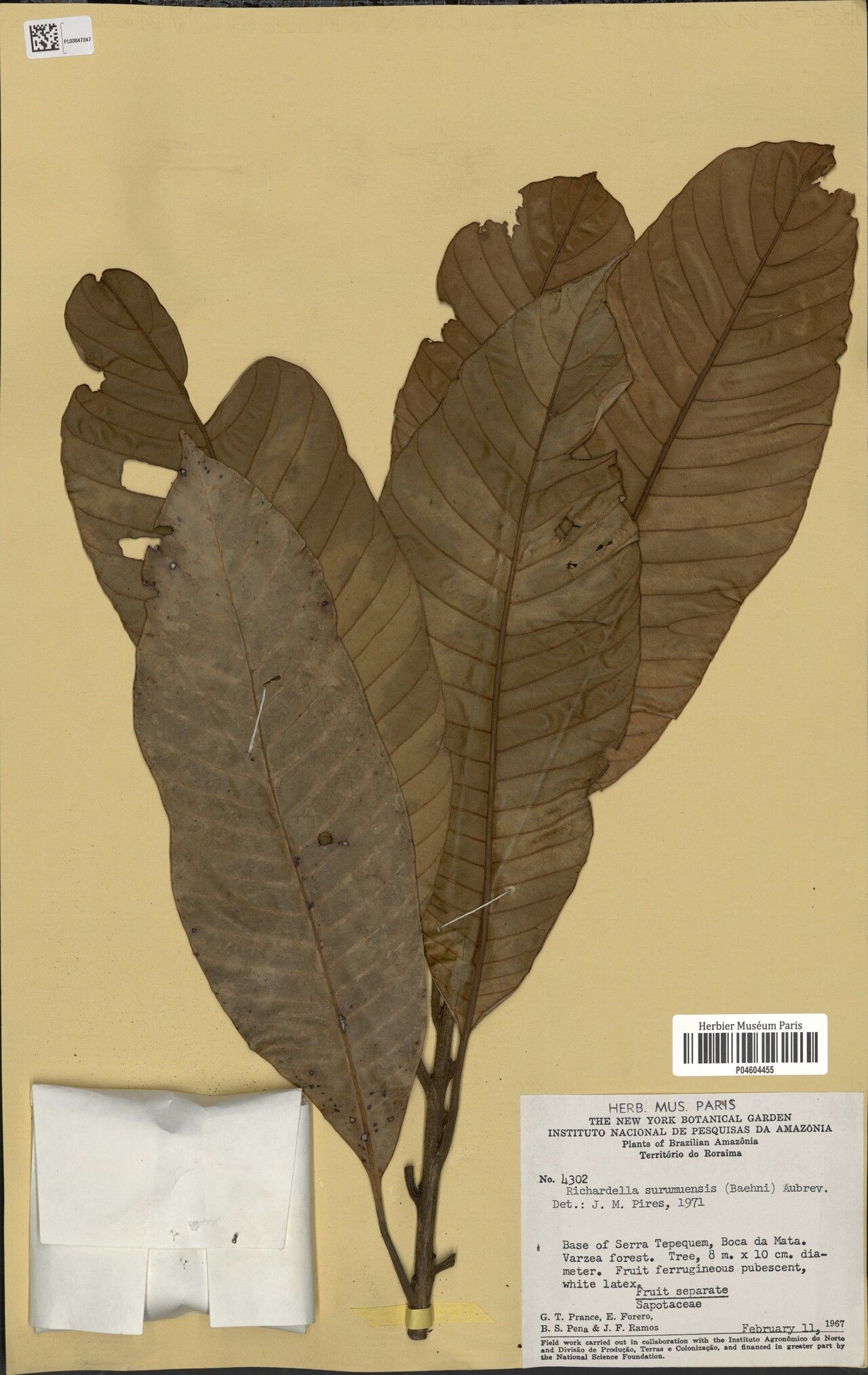 Pouteria surumuensis — houseplant care guide