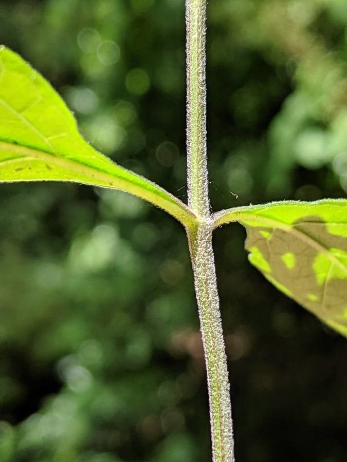 Scutellaria alabamensis bark
