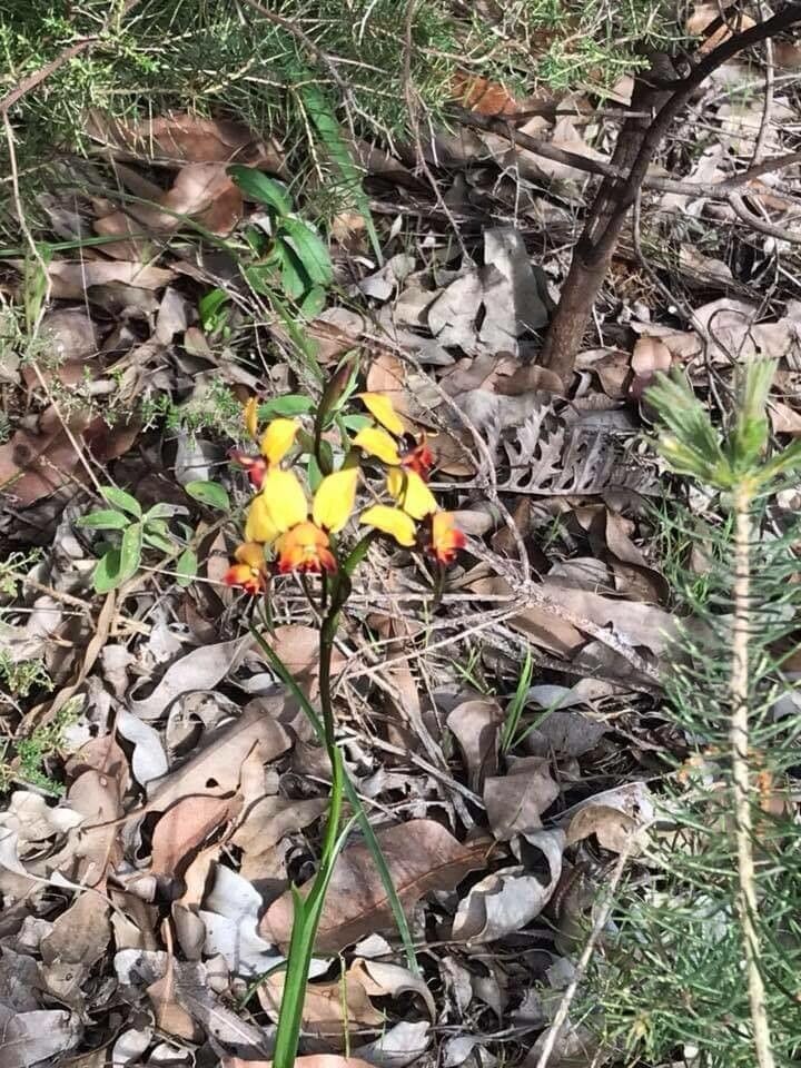 Diuris corymbosa — related species from the same genus