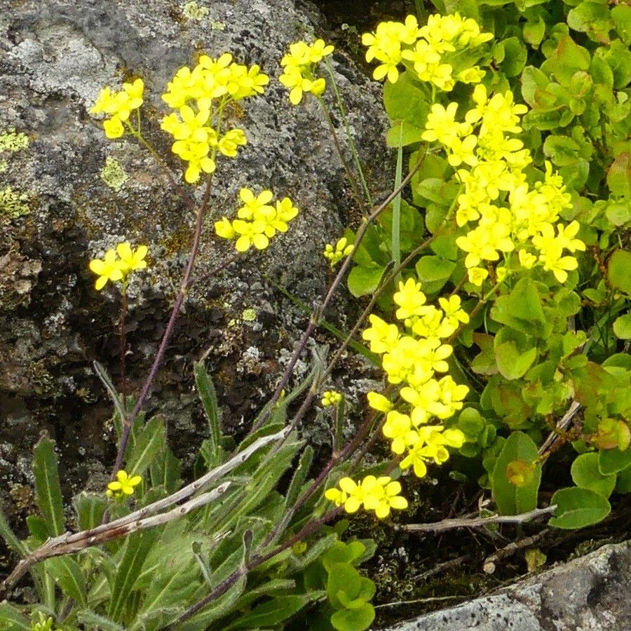 Biscutella arvernensis flower