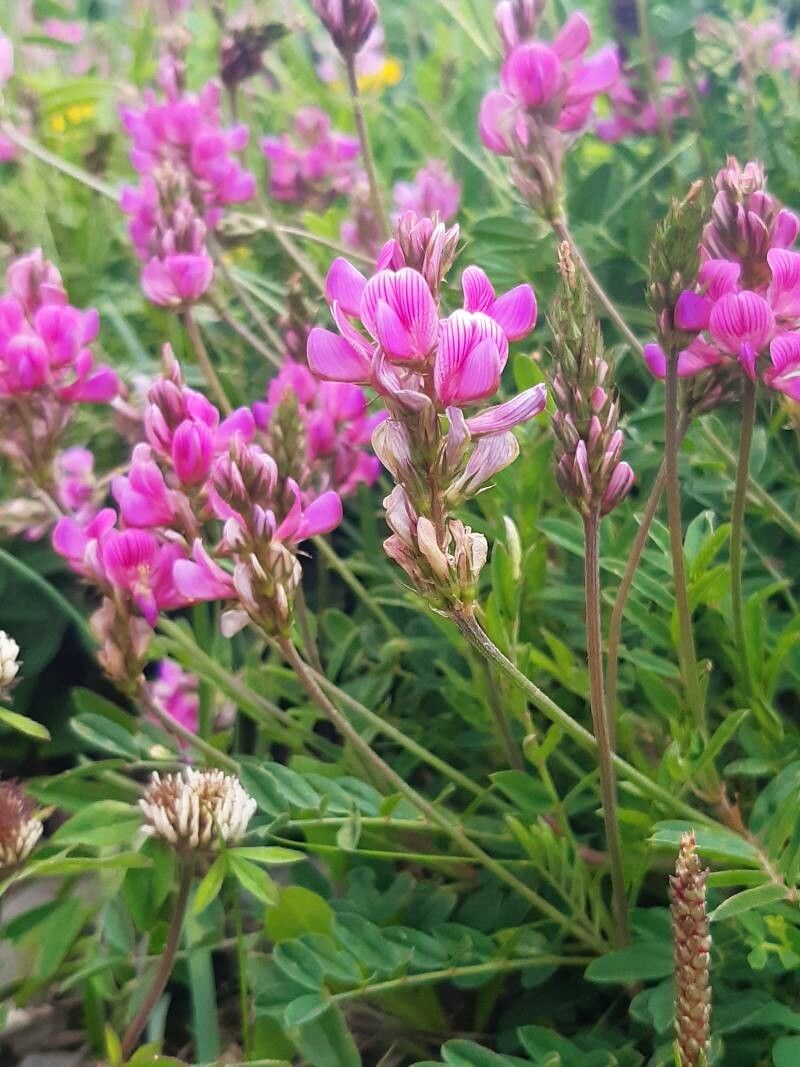 Onobrychis montana habit
