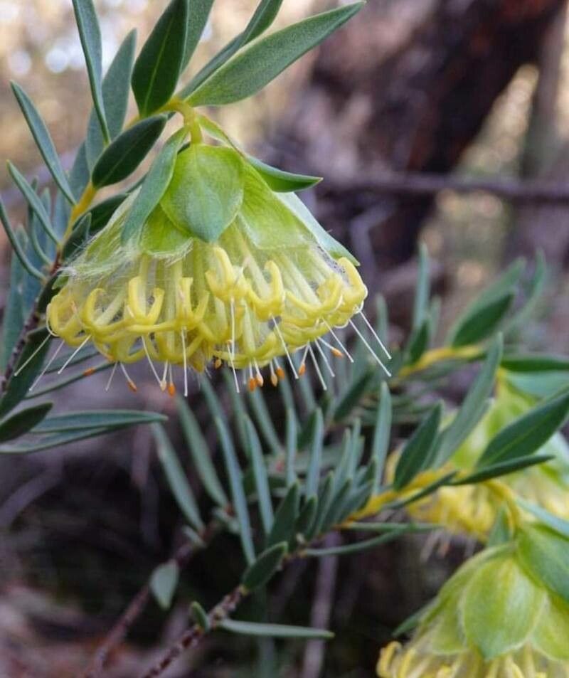 Pimelea suaveolens — houseplant care guide