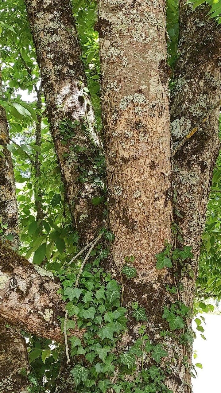Zelkova schneideriana bark