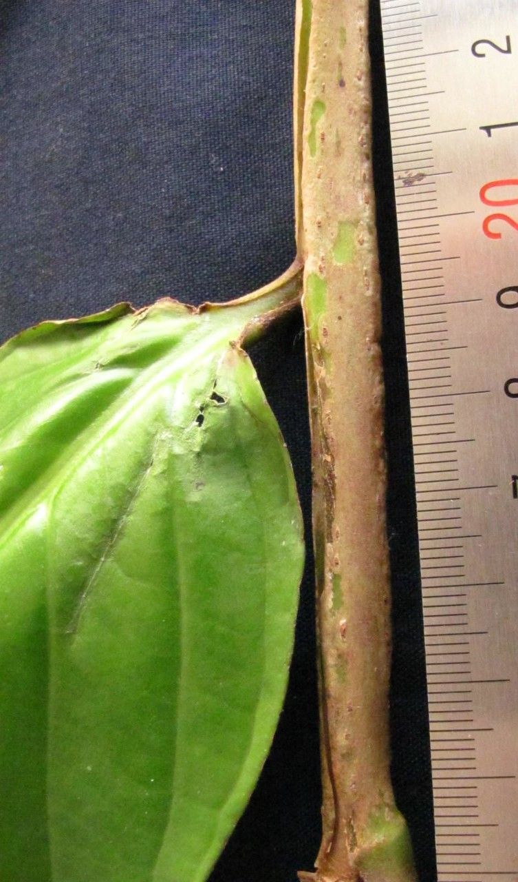 Marcgravia roonii fruit