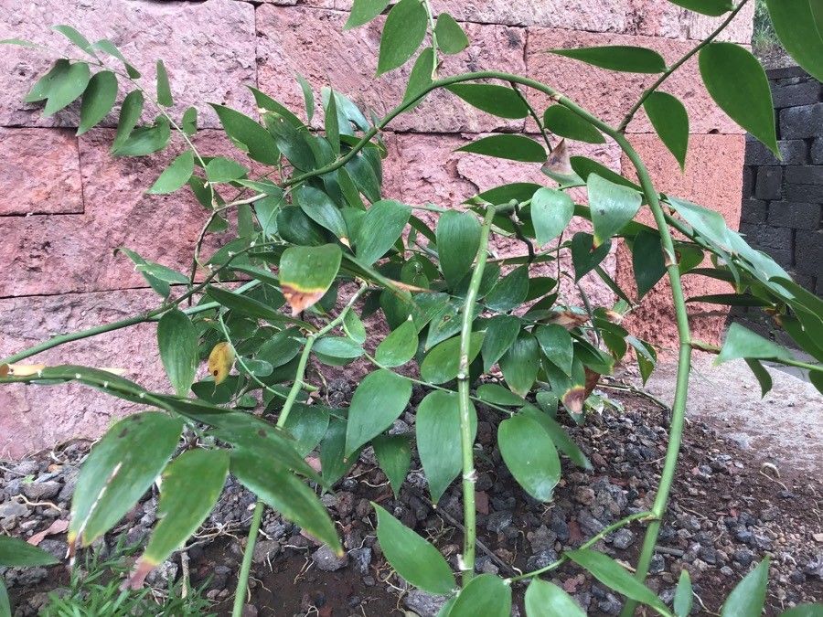 Semele gayae — related species from the same genus