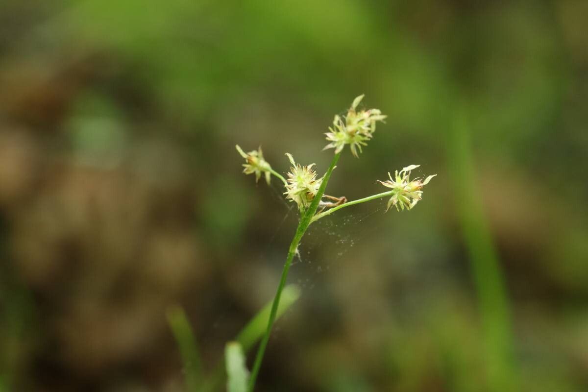 Luzula pallescens flower