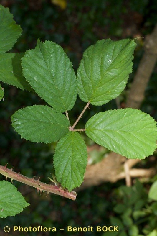 Rubus fuscus — houseplant care guide