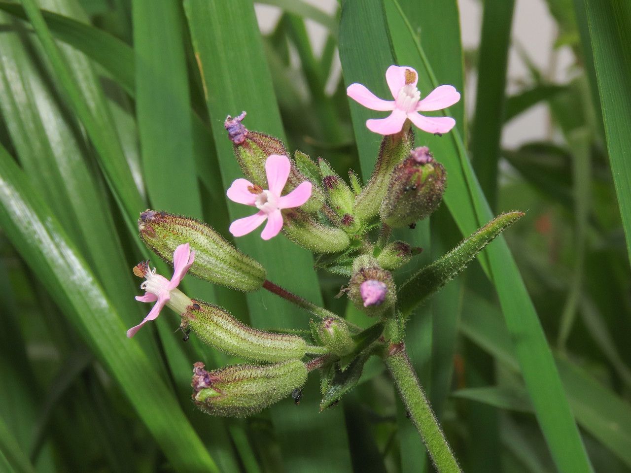 Silene fuscata flower