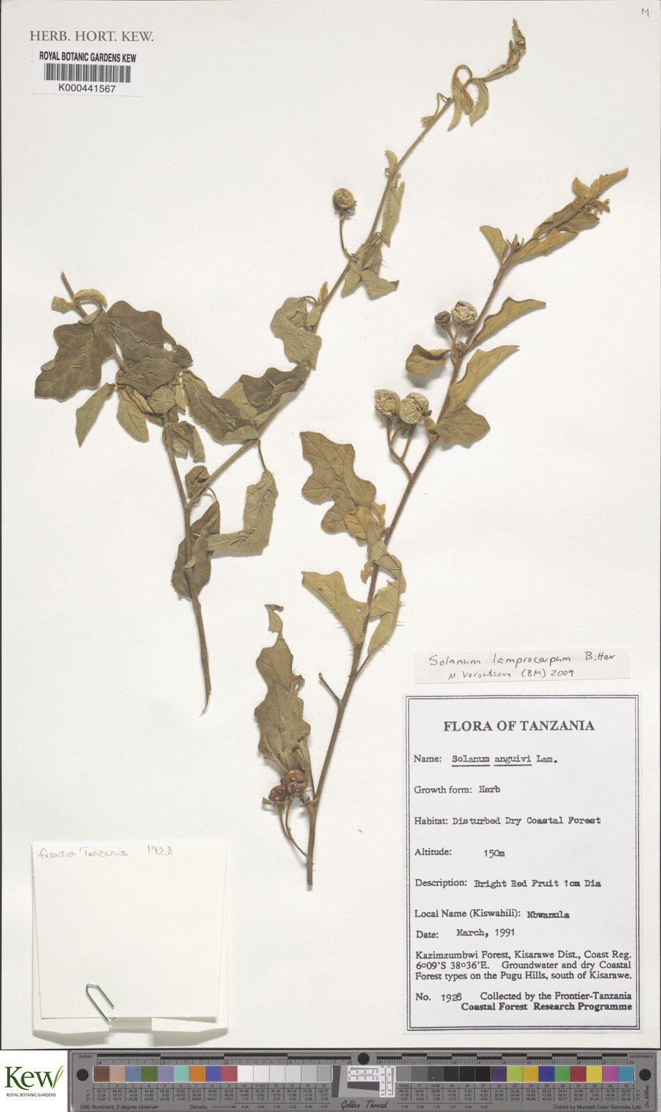 Solanum lamprocarpum — houseplant care guide