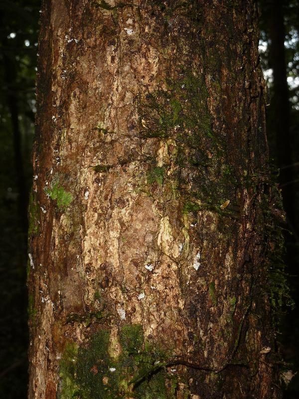 Aniba hostmanniana — houseplant care guide