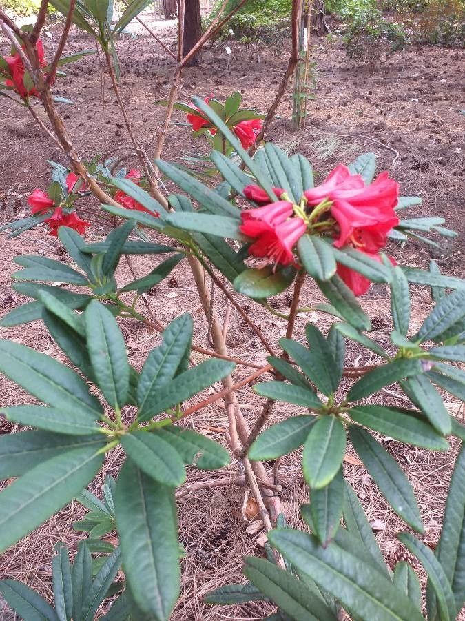 Rhododendron neriiflorum leaf