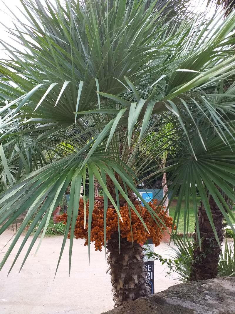 Butia capitata flower