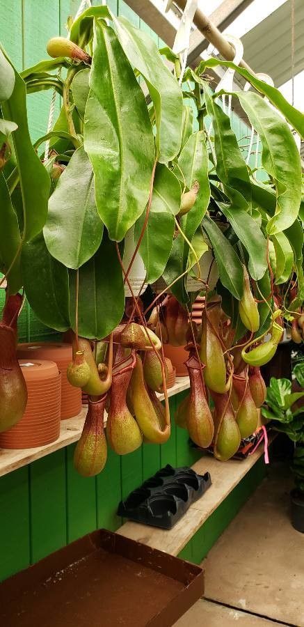 Nepenthes × neglecta flower