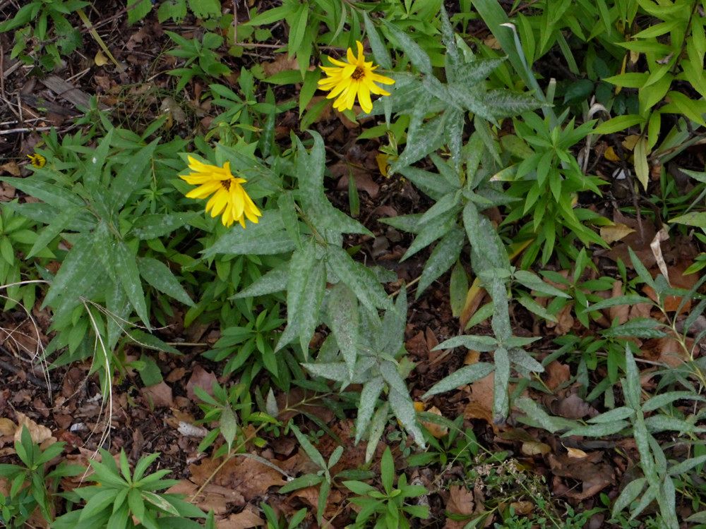 Helianthus strumosus habit