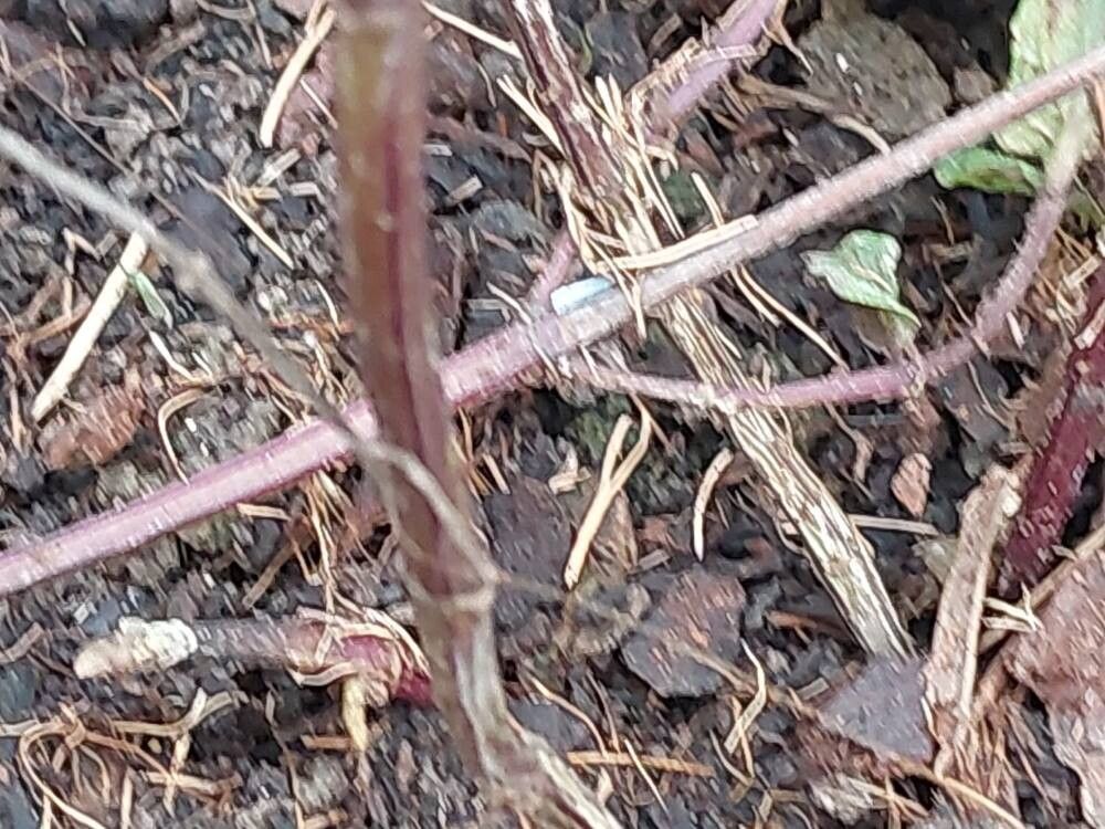 Mentha japonica bark