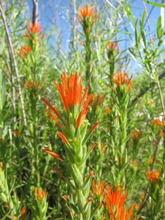 Castilleja minor habit
