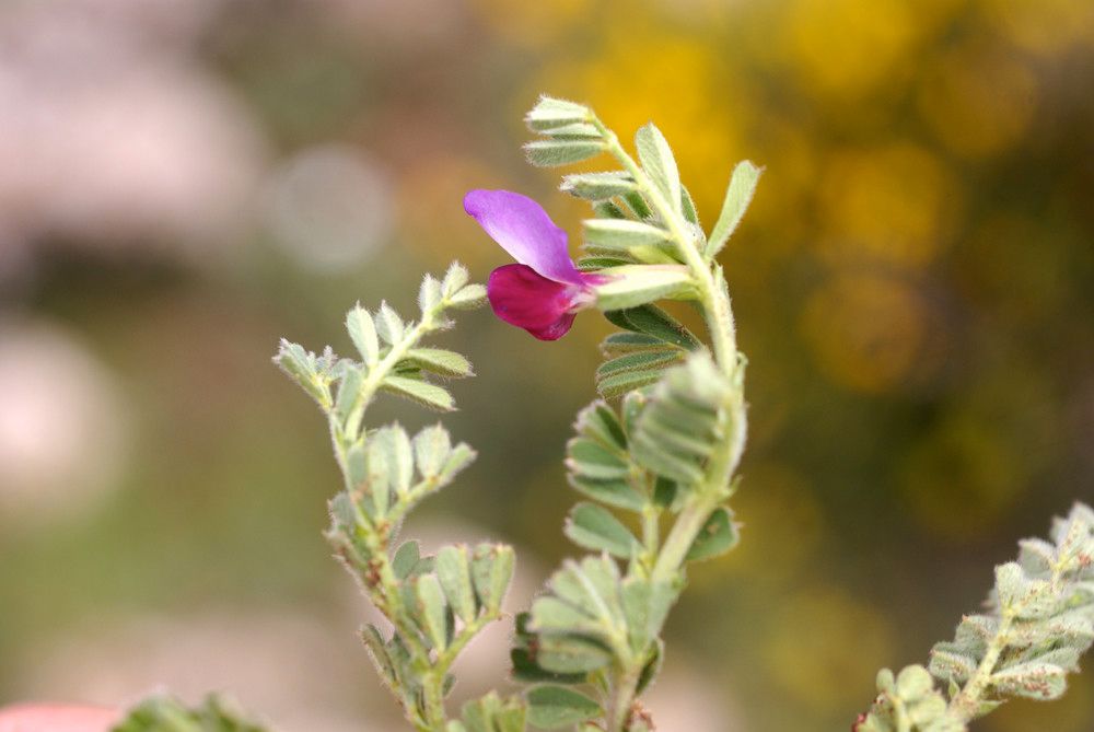 Vicia raynaudii — houseplant care guide