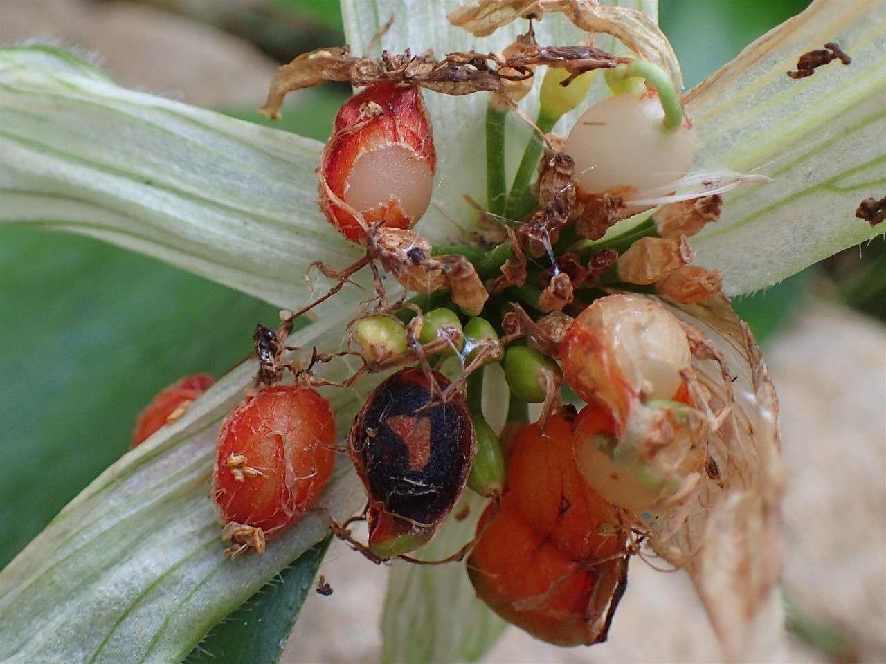 Haemanthus pauculifolius fruit