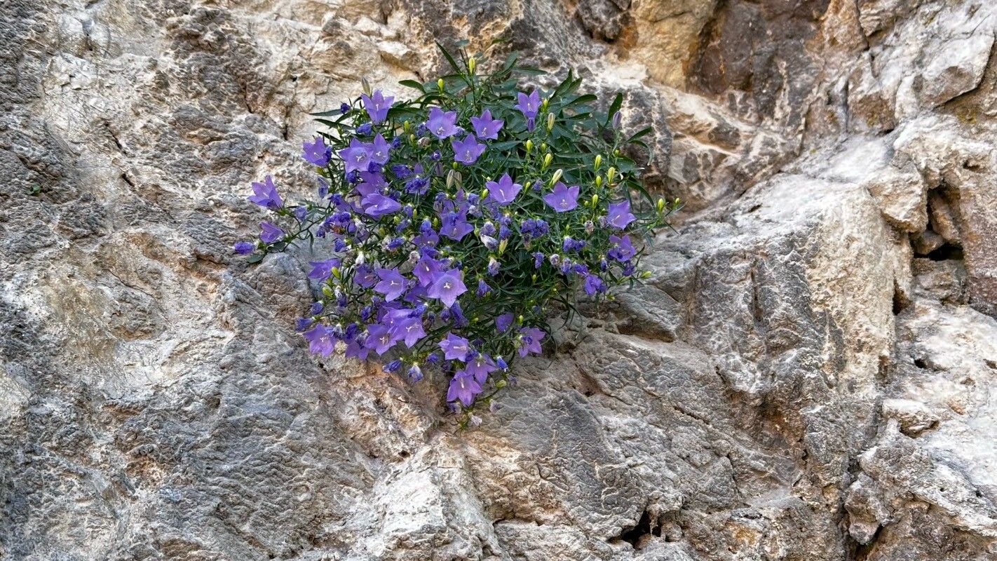 Campanula crassipes flower
