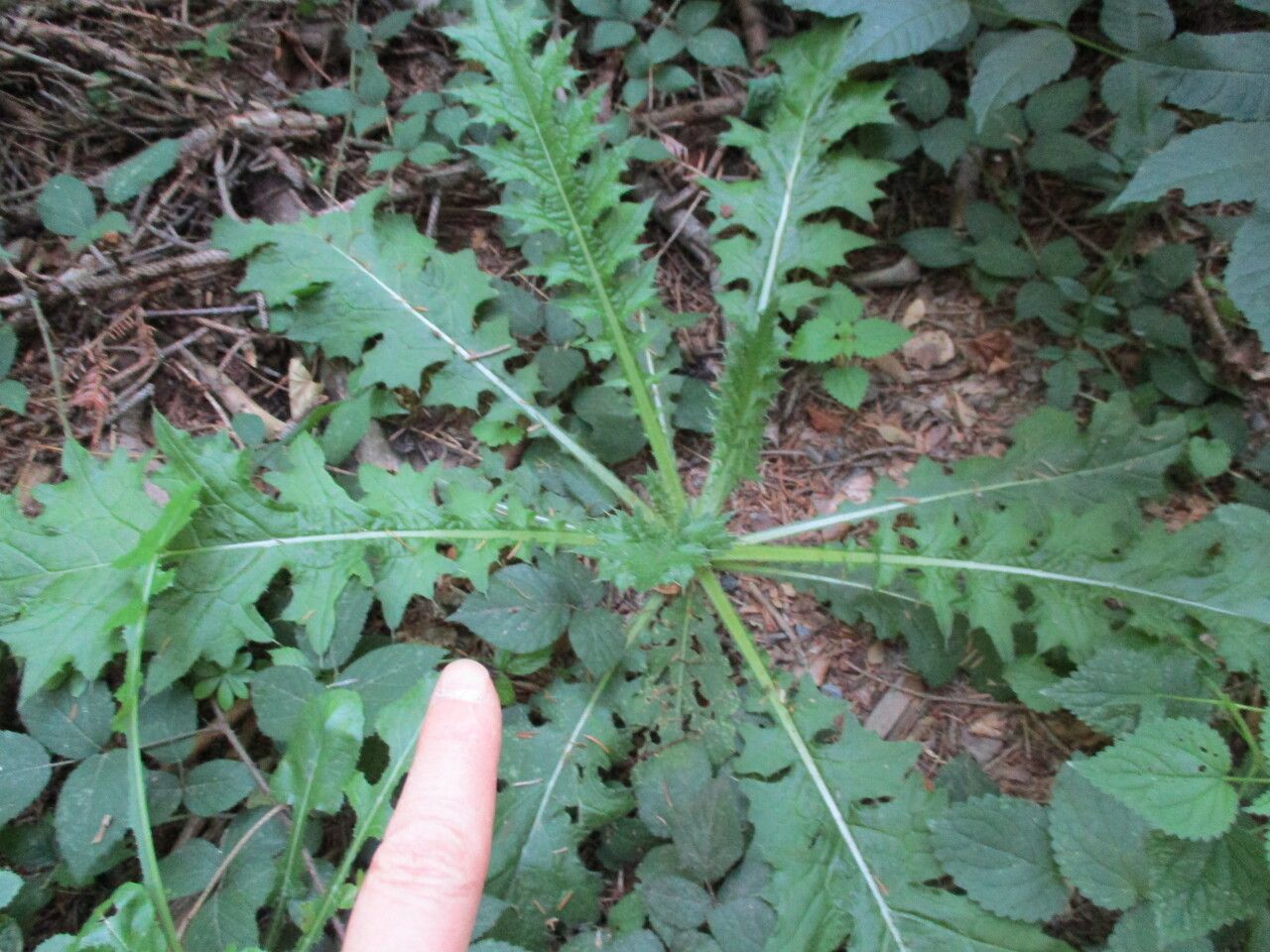 Cirsium brevistylum flower