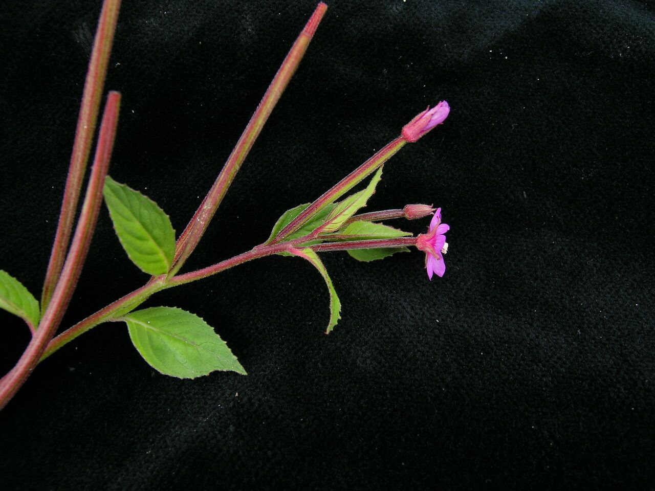 Epilobium sikkimense habit