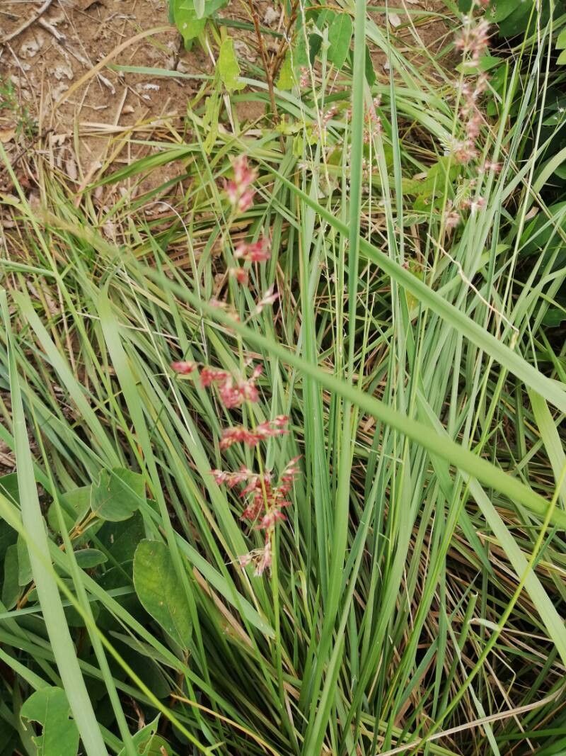 Melinis amethystea flower