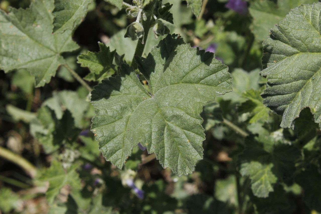 Lavatera cretica — related species from the same genus