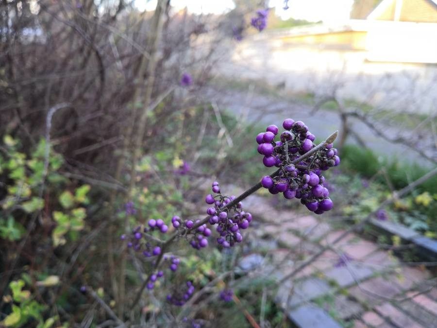 Callicarpa japonica fruit