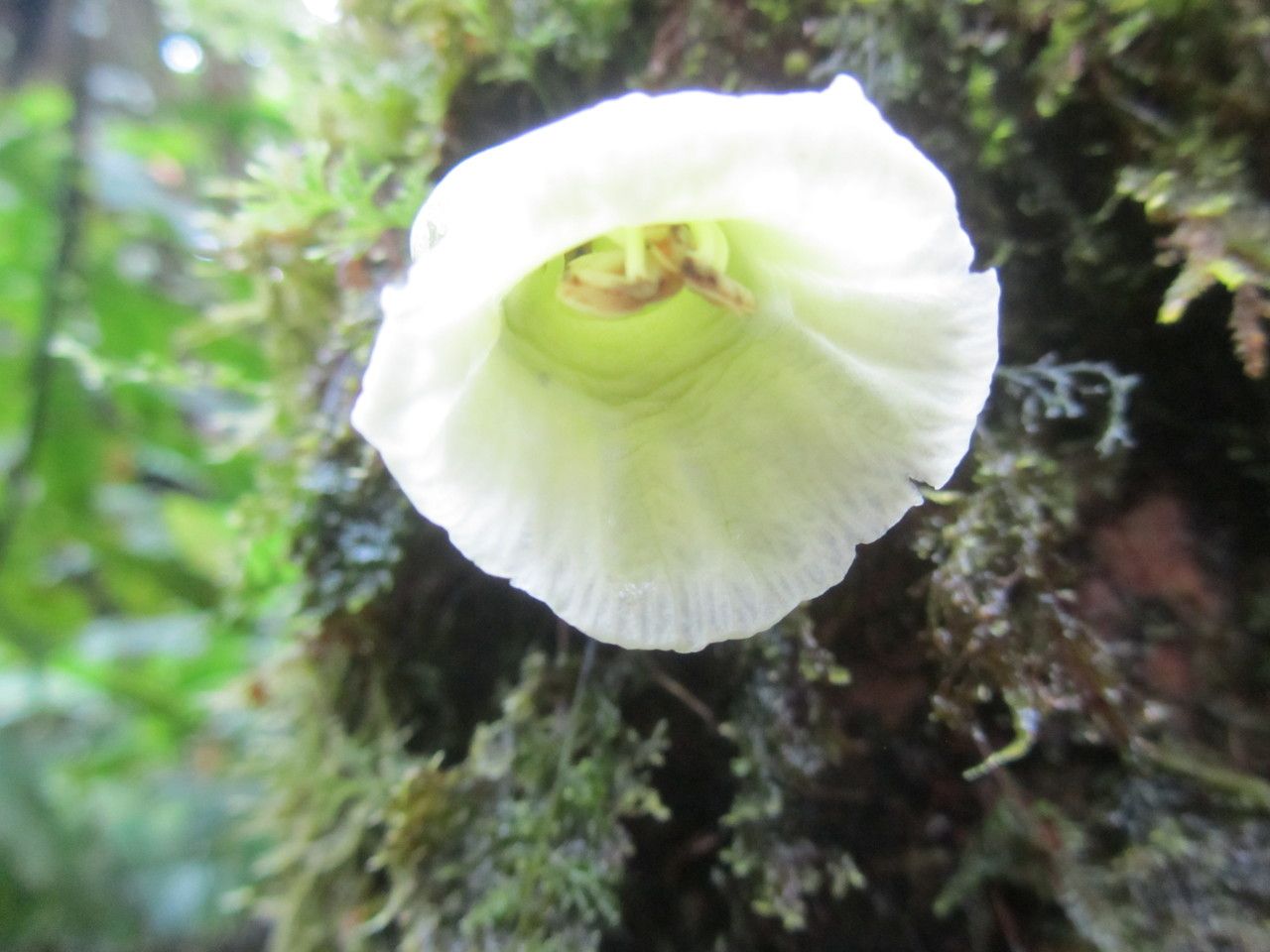 Amphitecna kennedyae flower