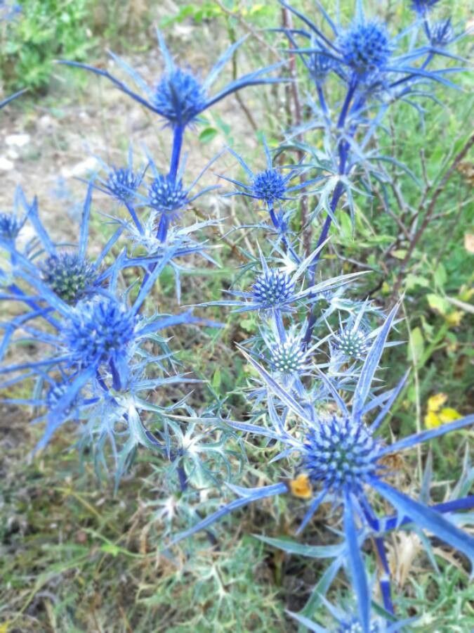 Eryngium amethystinum bark