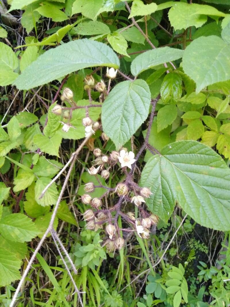 Rubus nigricans flower
