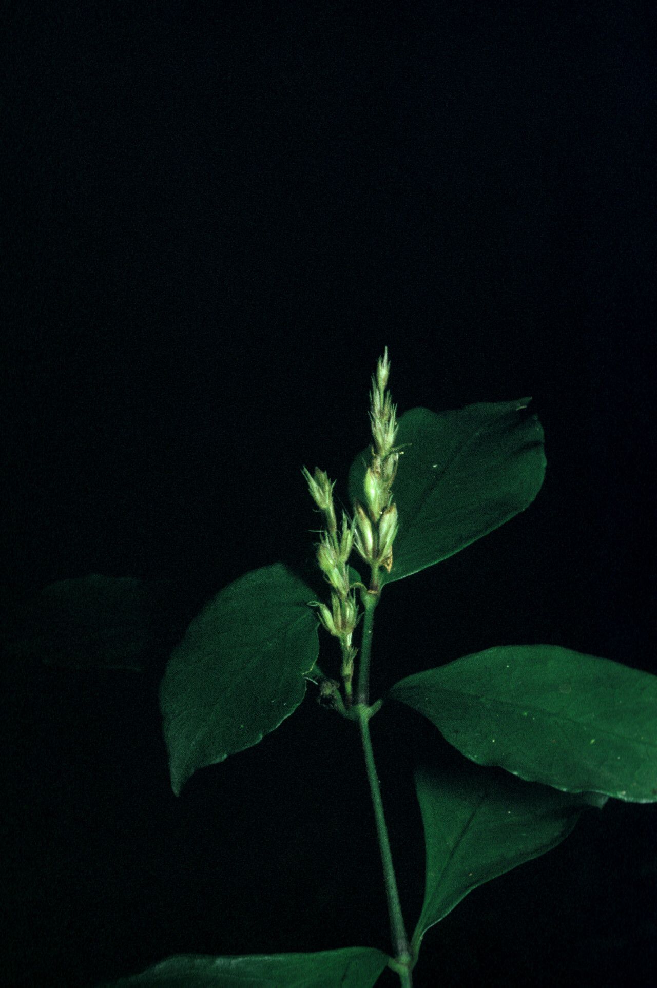 Justicia prevostiae habit