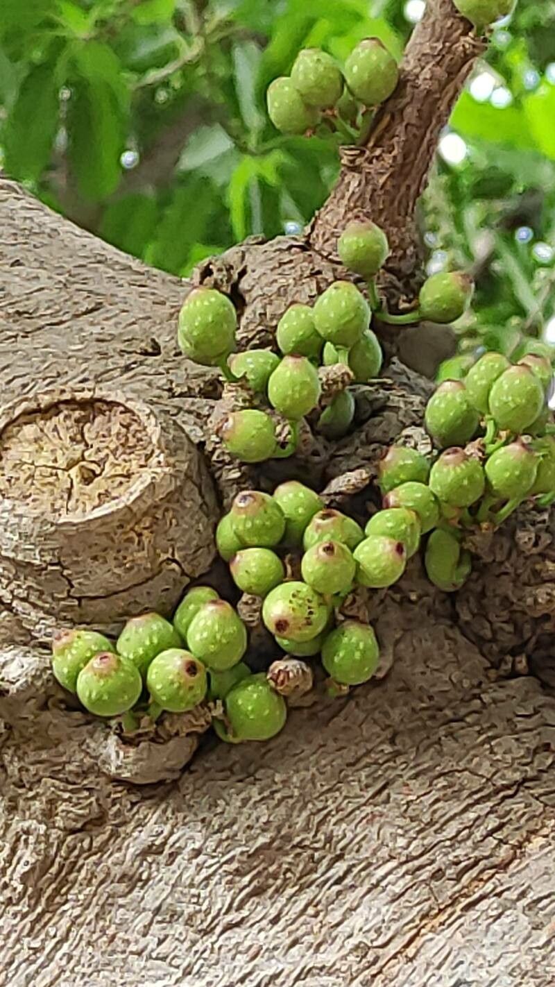 Ficus superba fruit