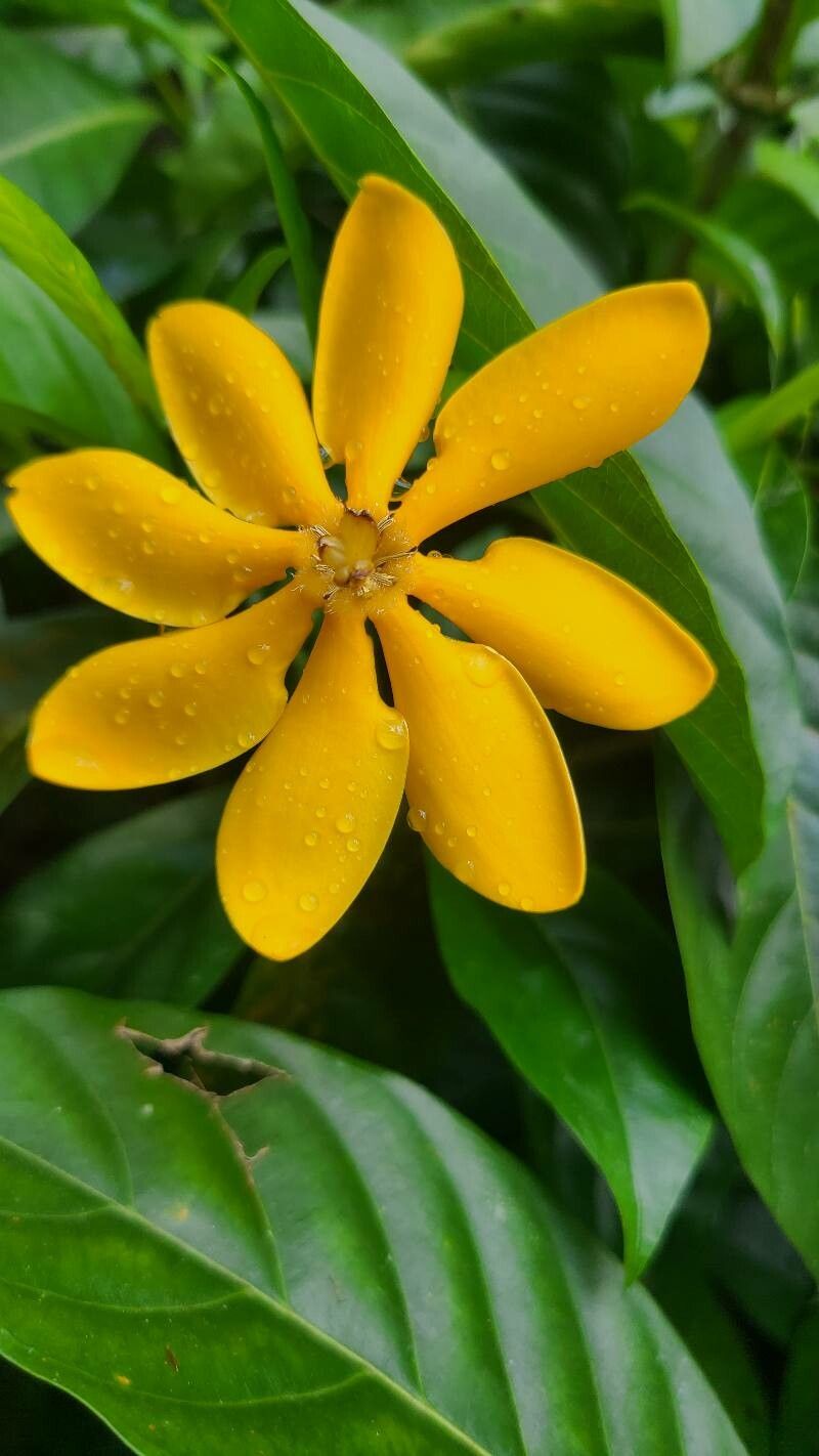 Gardenia carinata flower