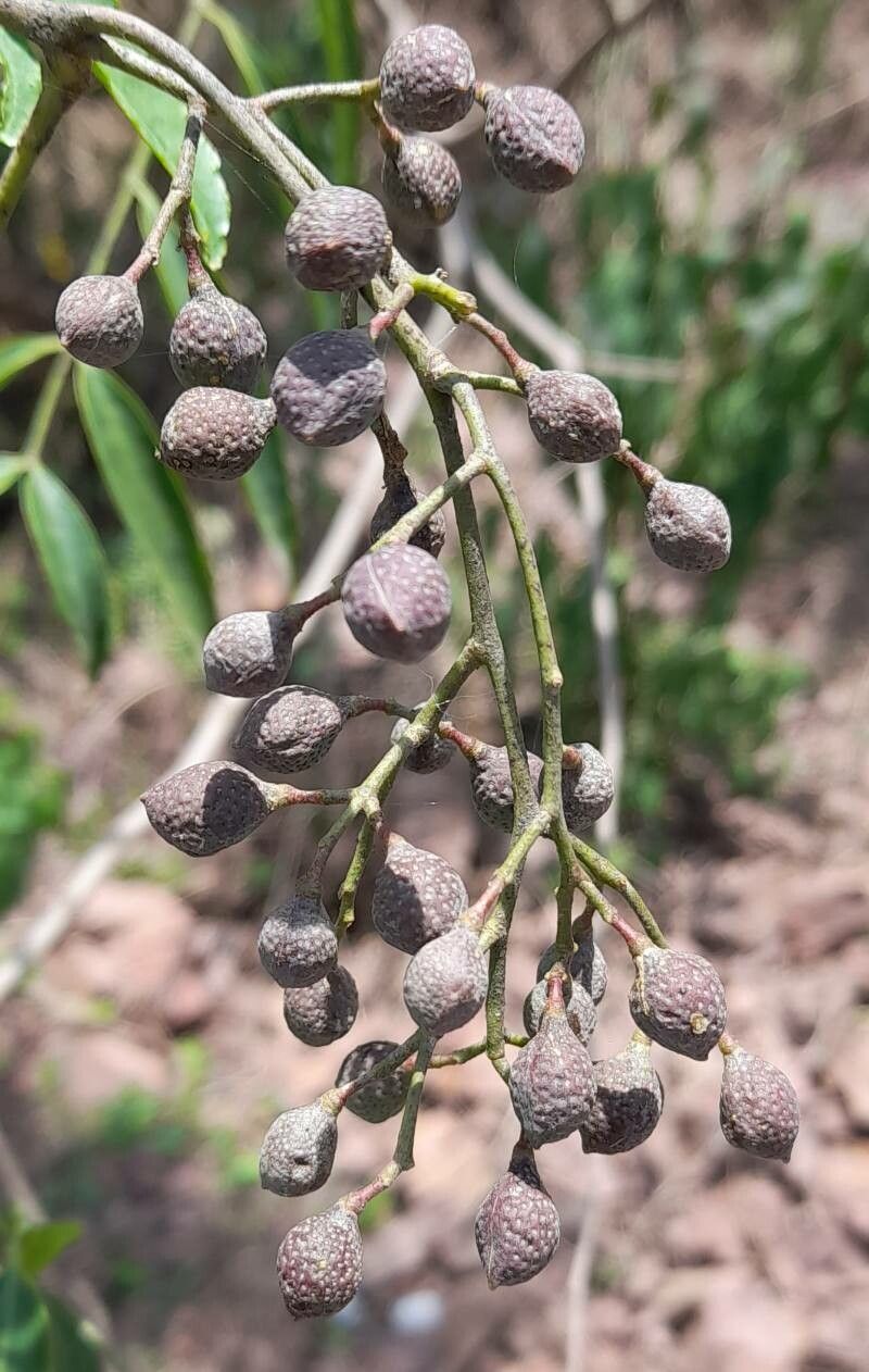 Zanthoxylum coco fruit