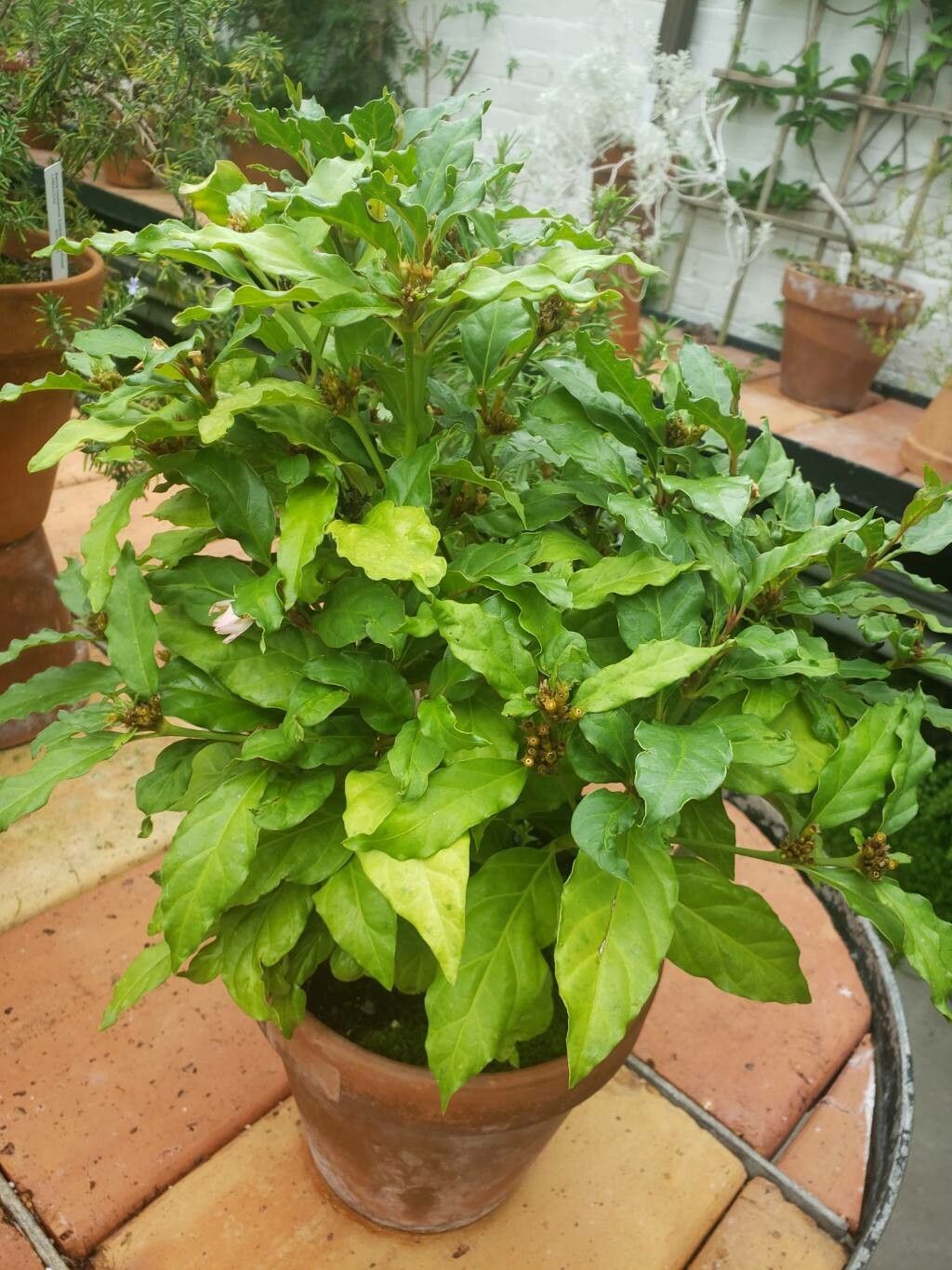 Mitriostigma axillare habit