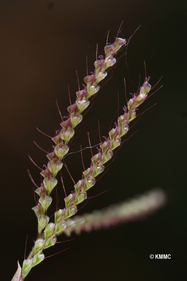 Chloris humbertiana — houseplant care guide