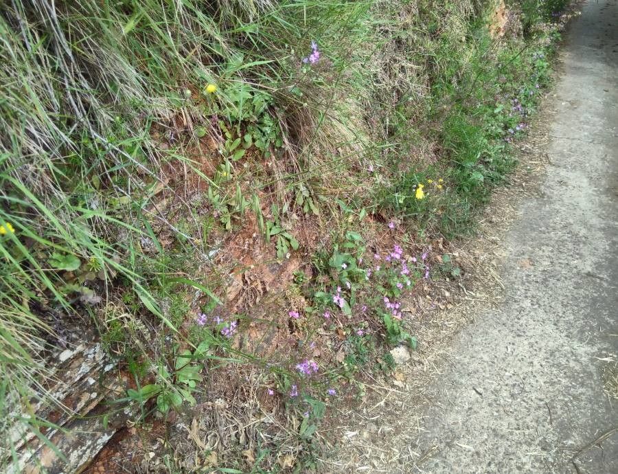 Galium taygeteum habit