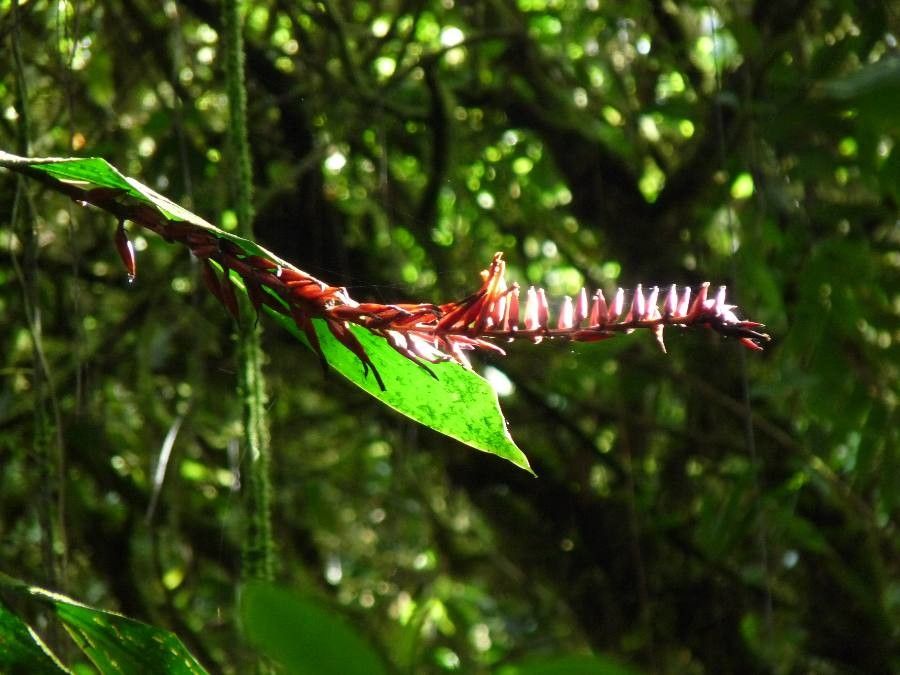 Pitcairnia brittoniana — search result for 'Costa Rica'