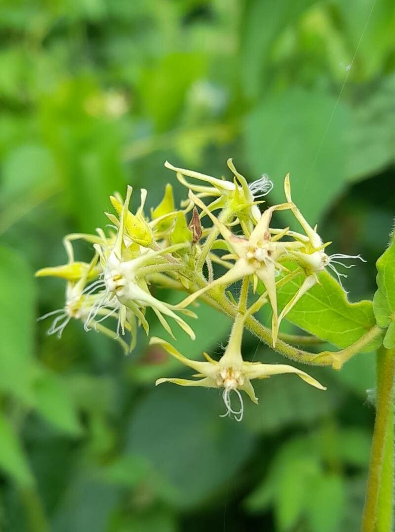 Oxypetalum fiebrigii flower