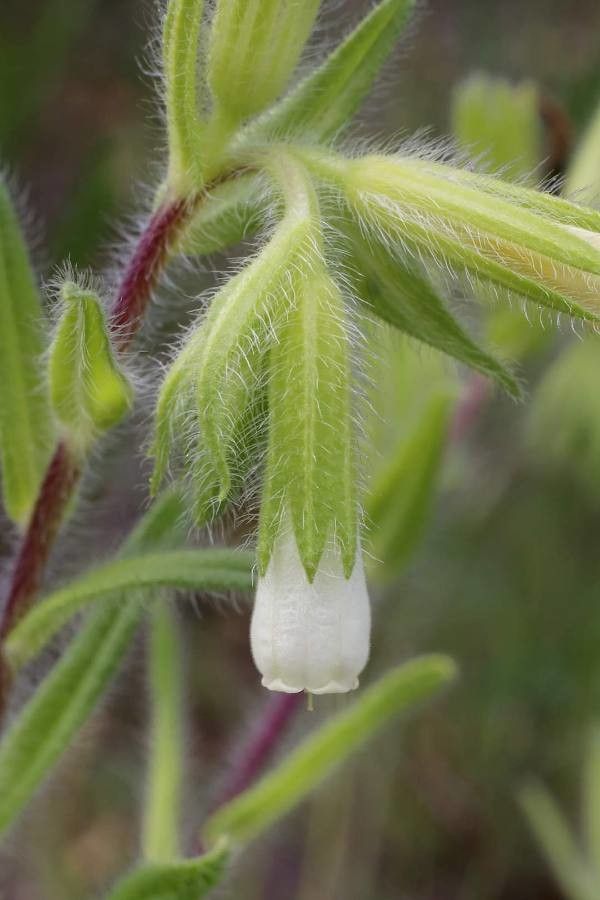Onosma visianii flower