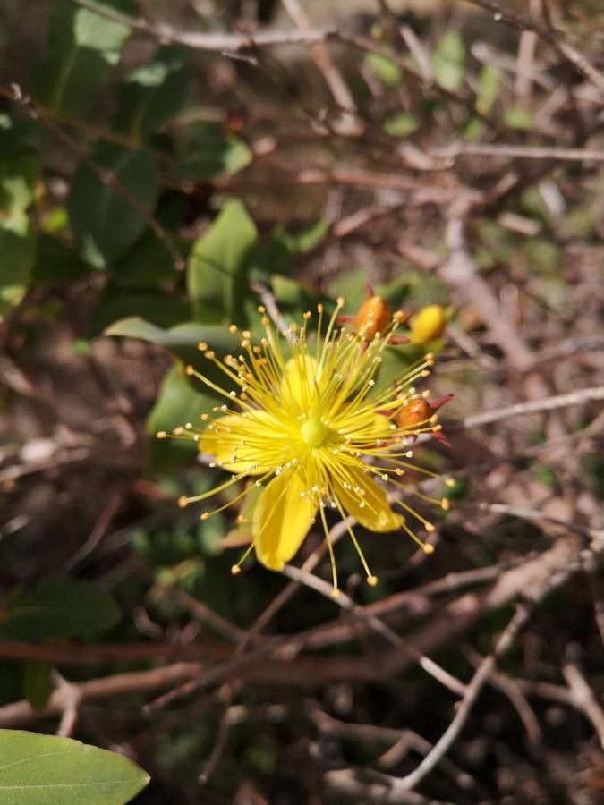 Hypericum grandiflorum — houseplant care guide