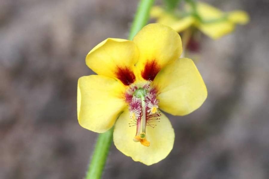 Verbascum rupestre flower