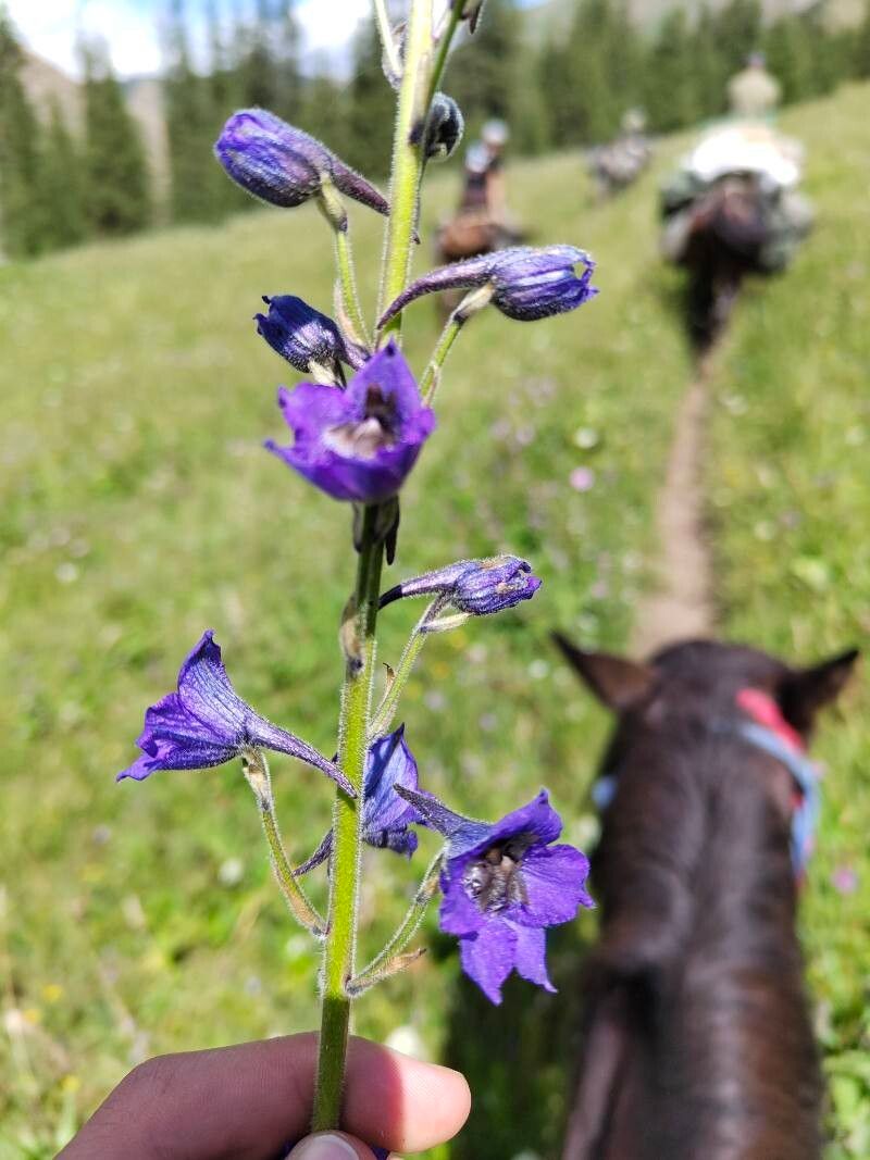 Delphinium iliense — houseplant care guide