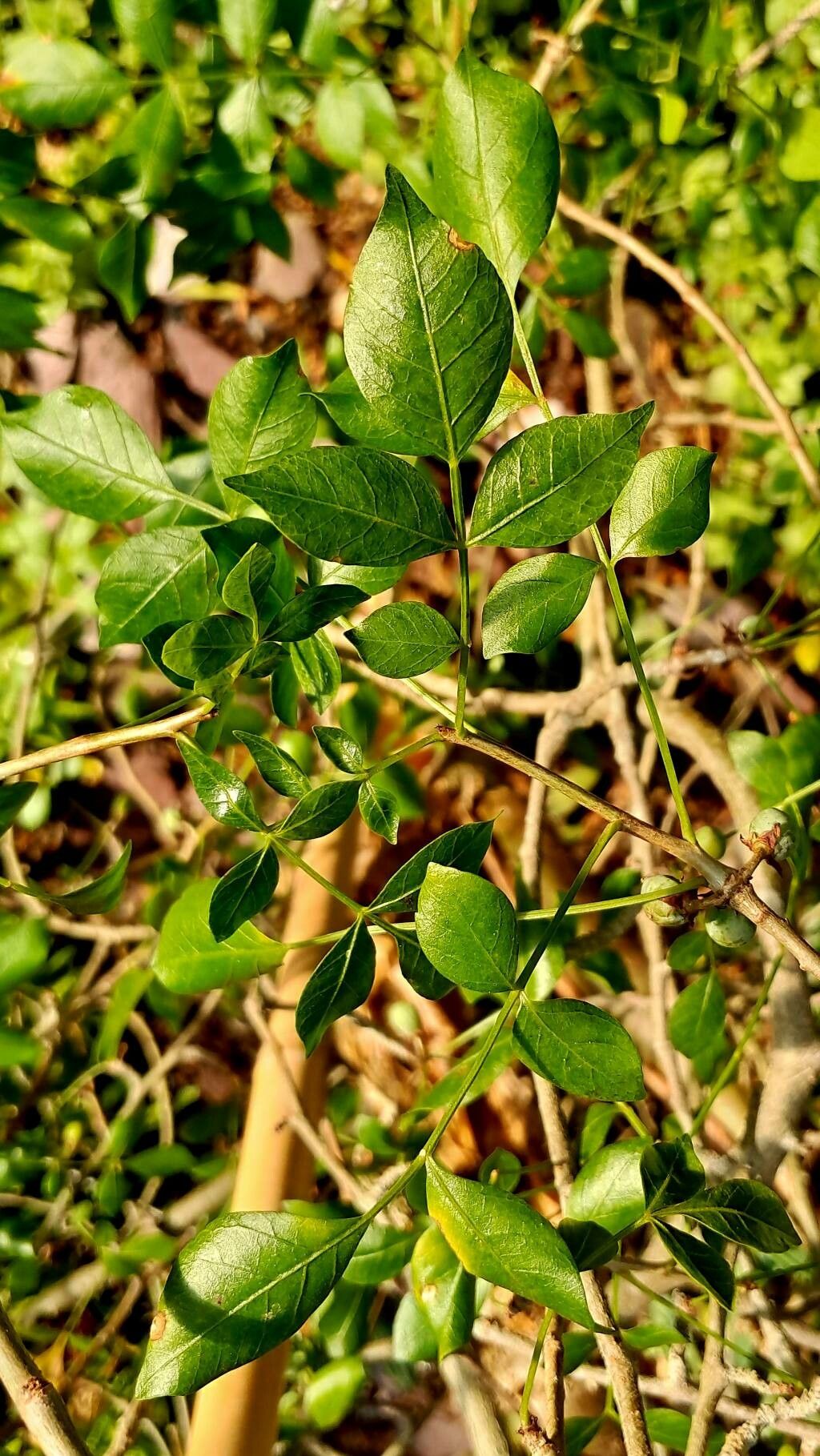 Commiphora dulcis — search result for 'Commiphora'